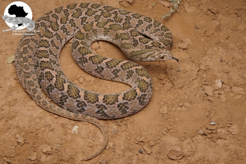 Egg-eating Snake