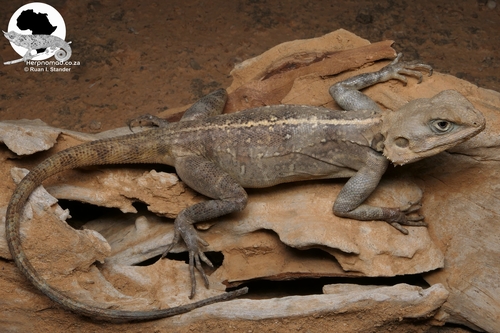 Eritrean Ridgeback Agama