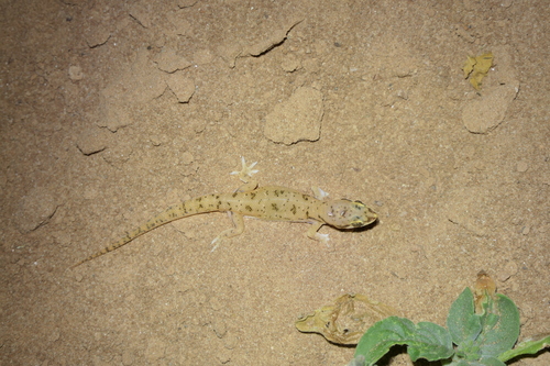 Scaly Leaf-toed Gecko