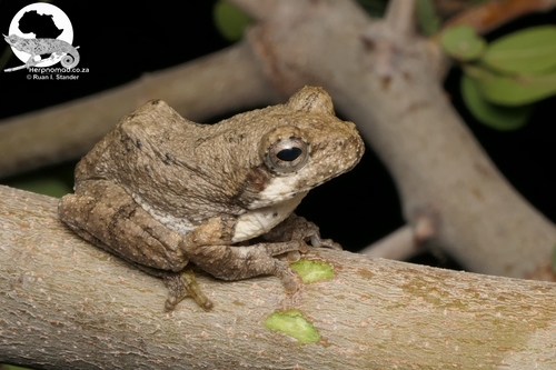 Keller's Bubble-nest Frog