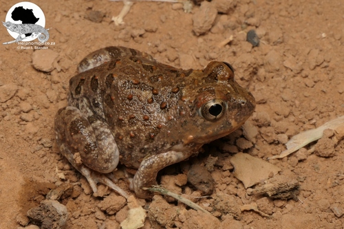 Kachowski's Sand Frog