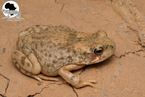 Dodson's Toad