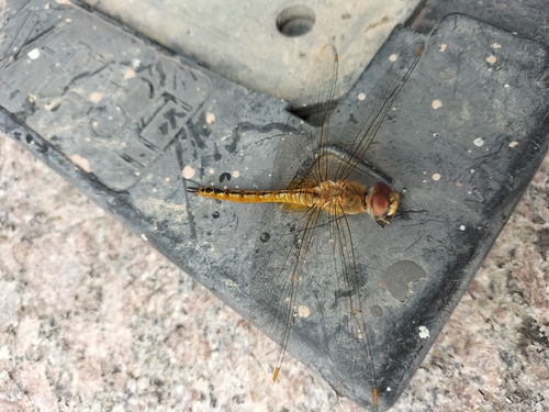 Wandering Glider