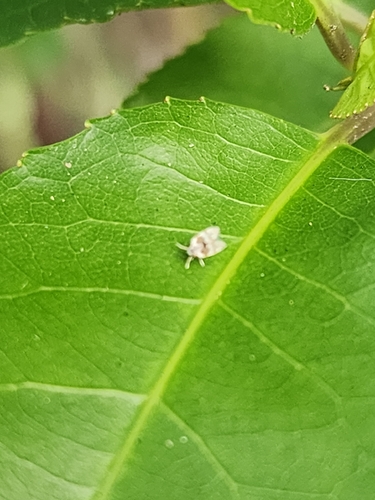 Psychoda sigma