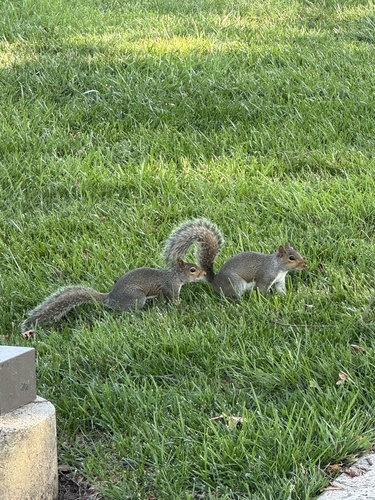 Eastern Gray Squirrel