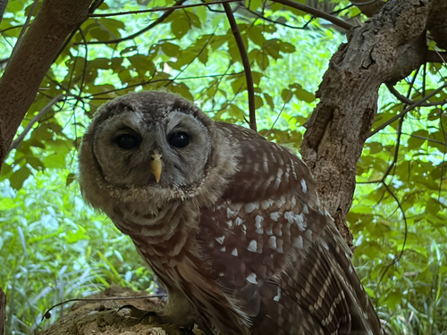 Barred Owl