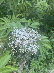 American black elderberry