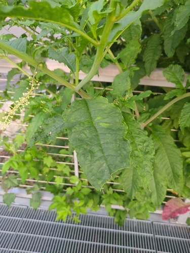 American pokeweed