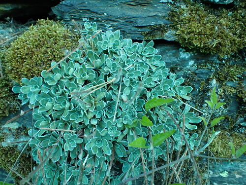 Livelong Saxifrage