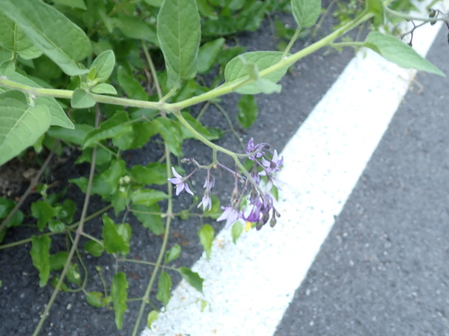 bittersweet nightshade