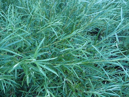 Bitter Willow