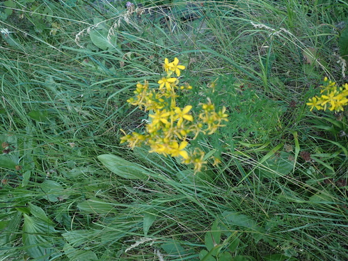 Common St. John's Wort