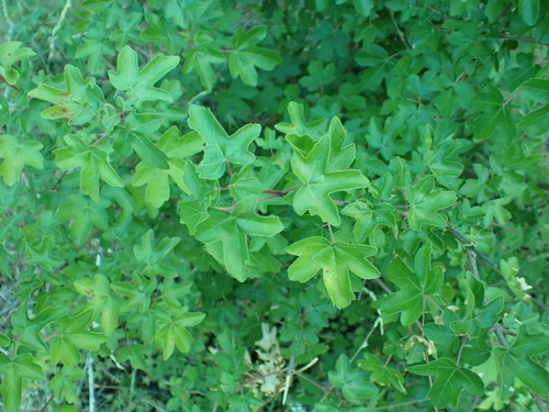 field maple