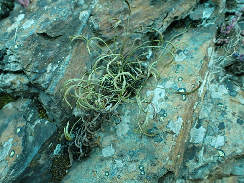 northern spleenwort