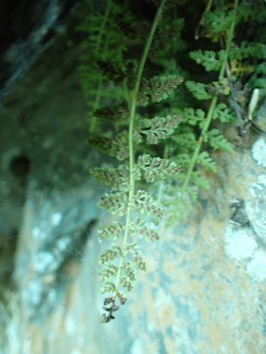 Smooth rock spleenwort