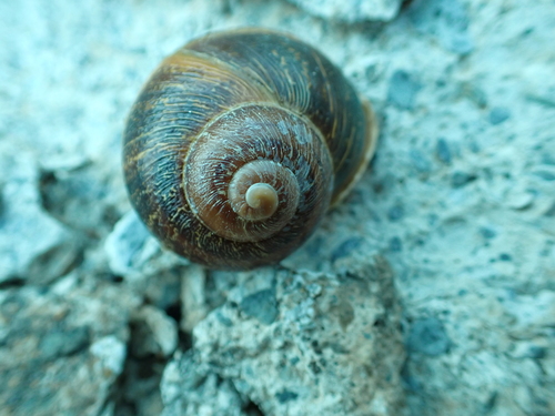 Garden Snail