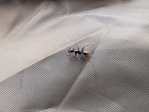 iNaturalist observation photo of Carpenter Ants, Typical Sugar Ants and Allies