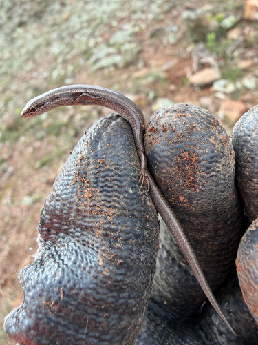 Common Dwarf Skink
