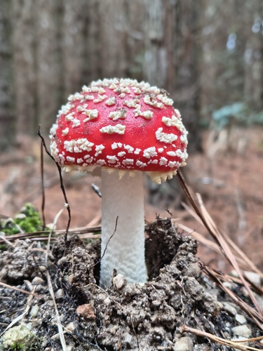 Fly Agaric