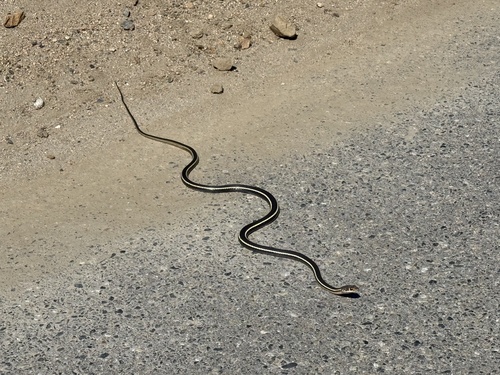 iNaturalist observation photo of Colubrid Snakes