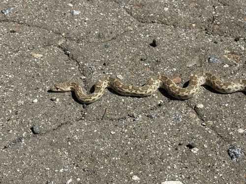 iNaturalist observation photo of Gopher Snake