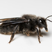Black Mud Bee - Photo (c) Konstantinos Kalaentzis, all rights reserved, uploaded by Konstantinos Kalaentzis