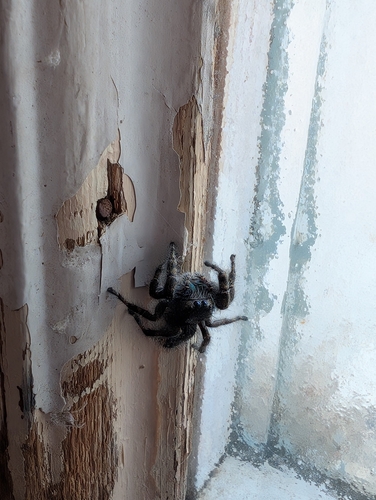 Boreal Tufted Jumping Spider