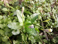 Image of Ruellia nudiflora