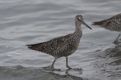 Willet