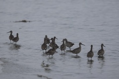 Willet