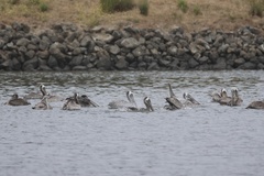 California Brown Pelican