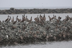 California Brown Pelican