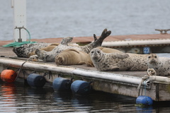 Pacific Harbor Seal