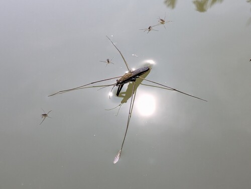 lake pondskater