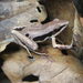 Long-fingered Frogs - Photo (c) Gregor Jongsma, all rights reserved, uploaded by Gregor Jongsma