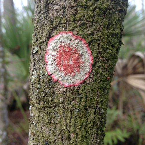 Christmas Lichen (SPC Florida Plants ) ?? iNaturalist