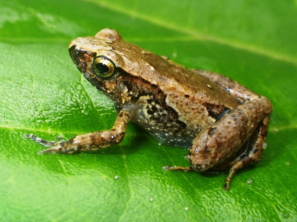 Forest Screeching Frog