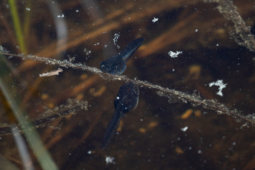 iNaturalist observation photo of Pacific chorus frog