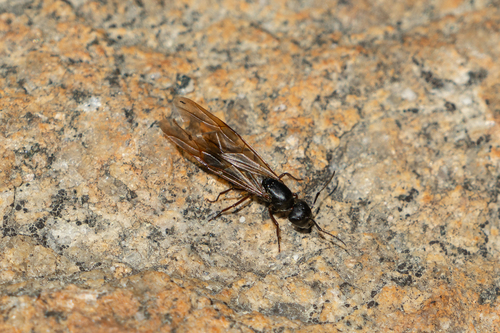 iNaturalist observation photo of Carpenter Ants, Typical Sugar Ants and Allies
