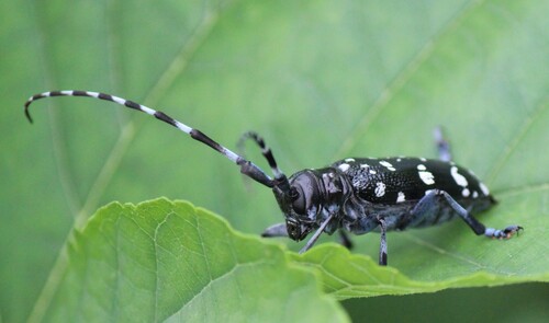 Citrus Longhorn Beetle
