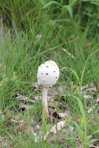Green-spored Parasol