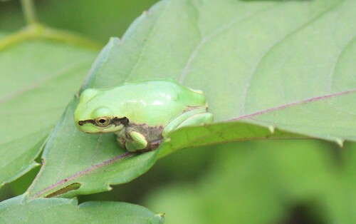 Eastern Japanese Tree Frog