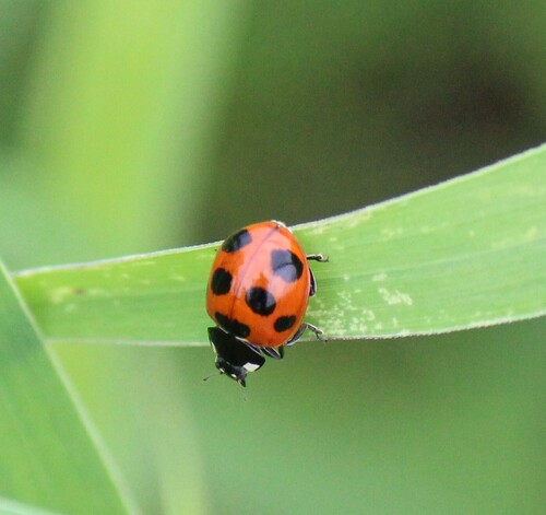 Japanese Seven Spotted Lady Beetle