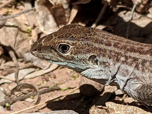 Chihuahuan Spotted Whiptail