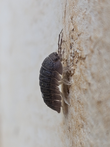 Granulated Pill Woodlouse