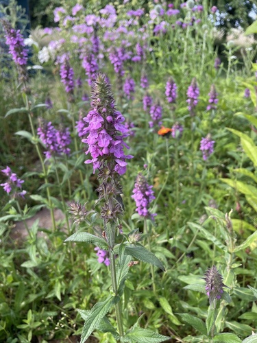 Marsh Woundwort