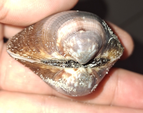 Violet Bittersweet Clam