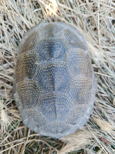European Pond Turtle