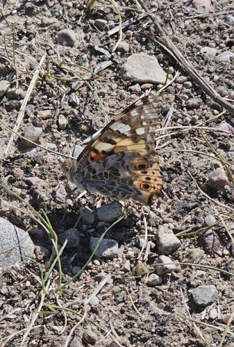 Painted Lady