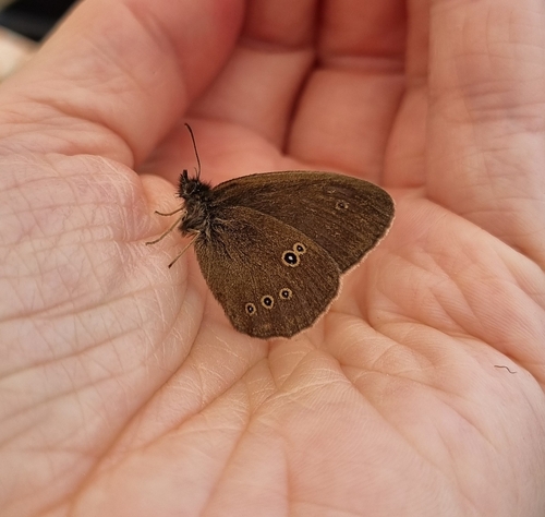 Ringlet